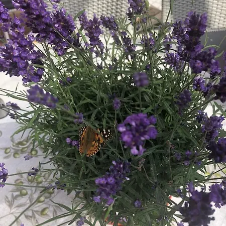 Angela Panzio Bed & Breakfast